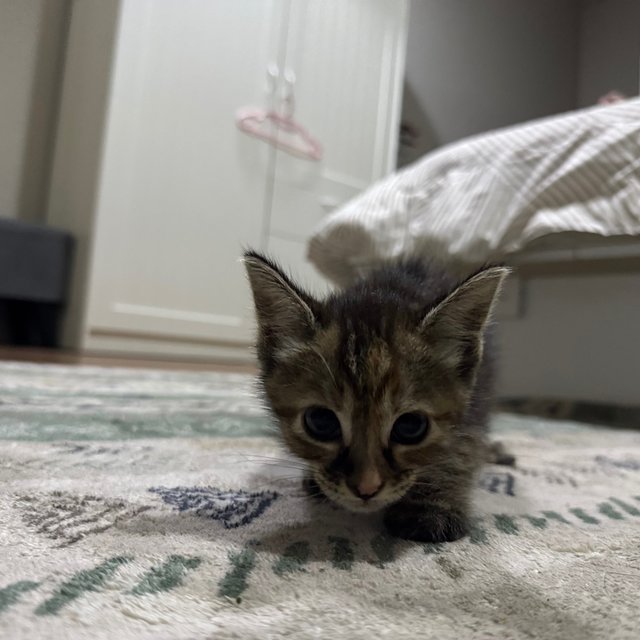 Mango, Kakak And Baby - Domestic Short Hair Cat