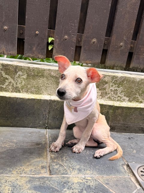 PF146402 - Mixed Breed Dog