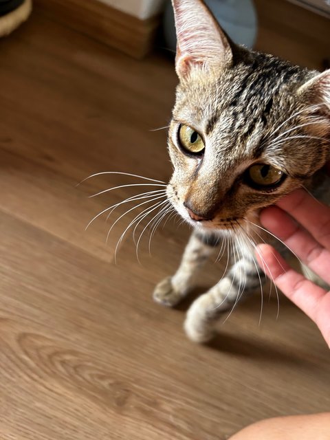 Wiwi  - Domestic Short Hair Cat