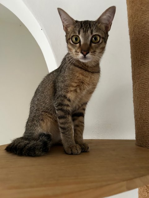 Wiwi  - Domestic Short Hair Cat