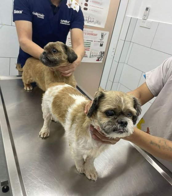 Gammo N Goyard - Shih Tzu Dog