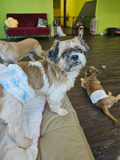 Gammo N Goyard - Shih Tzu Dog