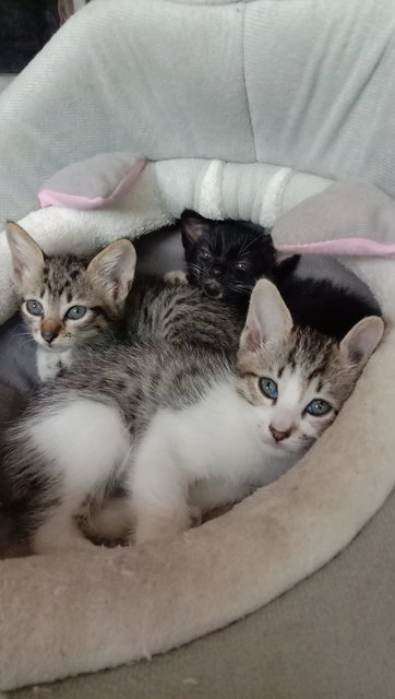 Girl 4 (left), Girl 1 (middle) and Boy (left)