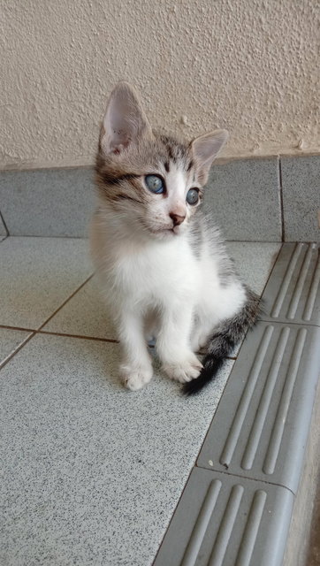 Boy