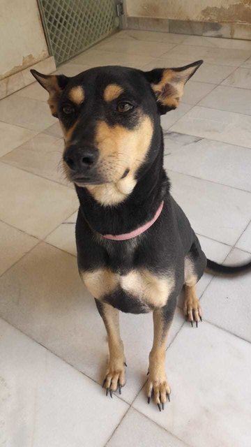 Junior - Mixed Breed Dog