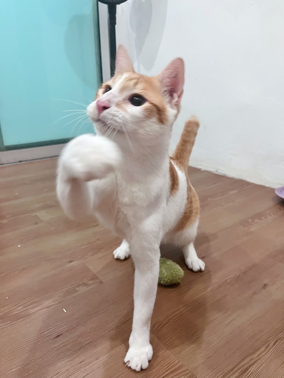 Eighteen - Domestic Short Hair Cat