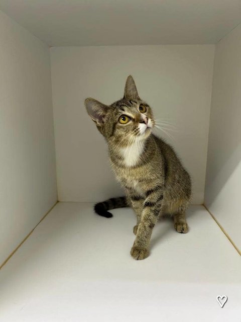Cat - Skipper Junior  - Domestic Short Hair Cat