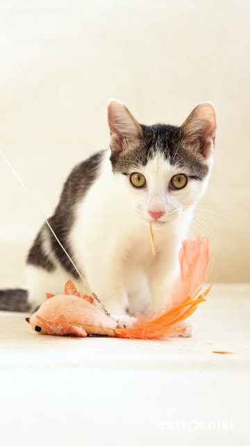 Zoey &amp; Chloe - Domestic Short Hair Cat