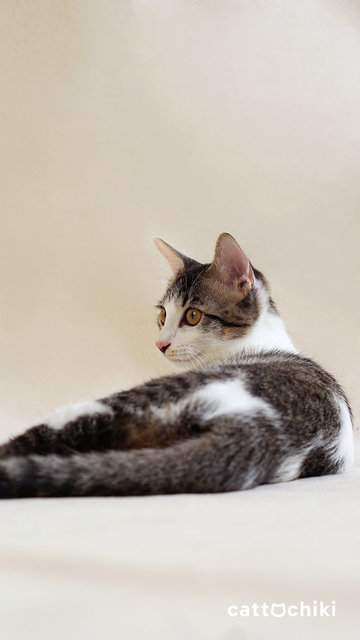Zoey &amp; Chloe - Domestic Short Hair Cat