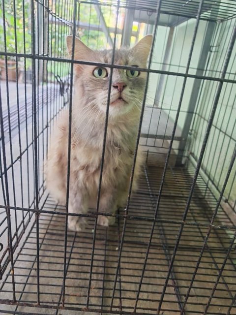 Madinah - Domestic Medium Hair + Maine Coon Cat