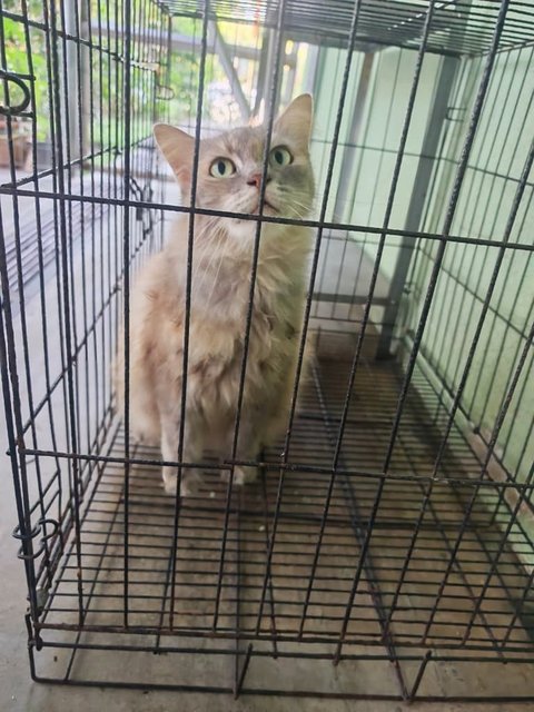 Madinah - Domestic Medium Hair + Maine Coon Cat
