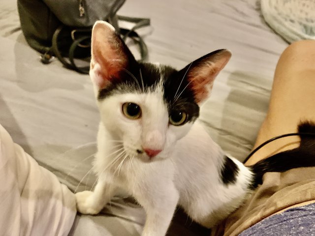 Andy Pandy - Domestic Short Hair Cat