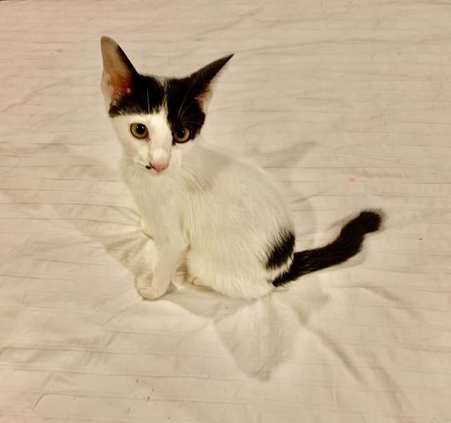 Andy Pandy - Domestic Short Hair Cat
