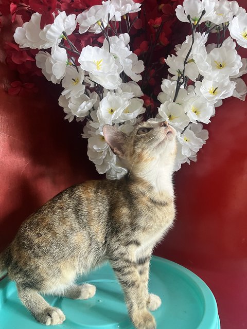 Butter - Domestic Short Hair Cat