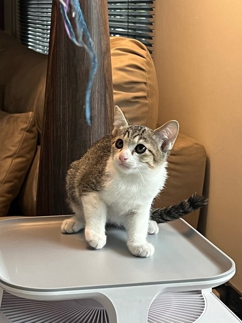 PF146604 - Domestic Short Hair Cat