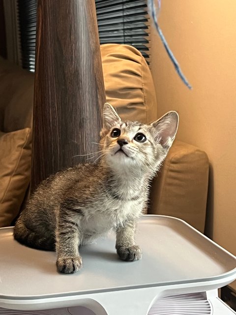 PF146604 - Domestic Short Hair Cat