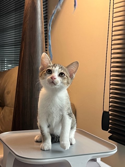 PF146604 - Domestic Short Hair Cat