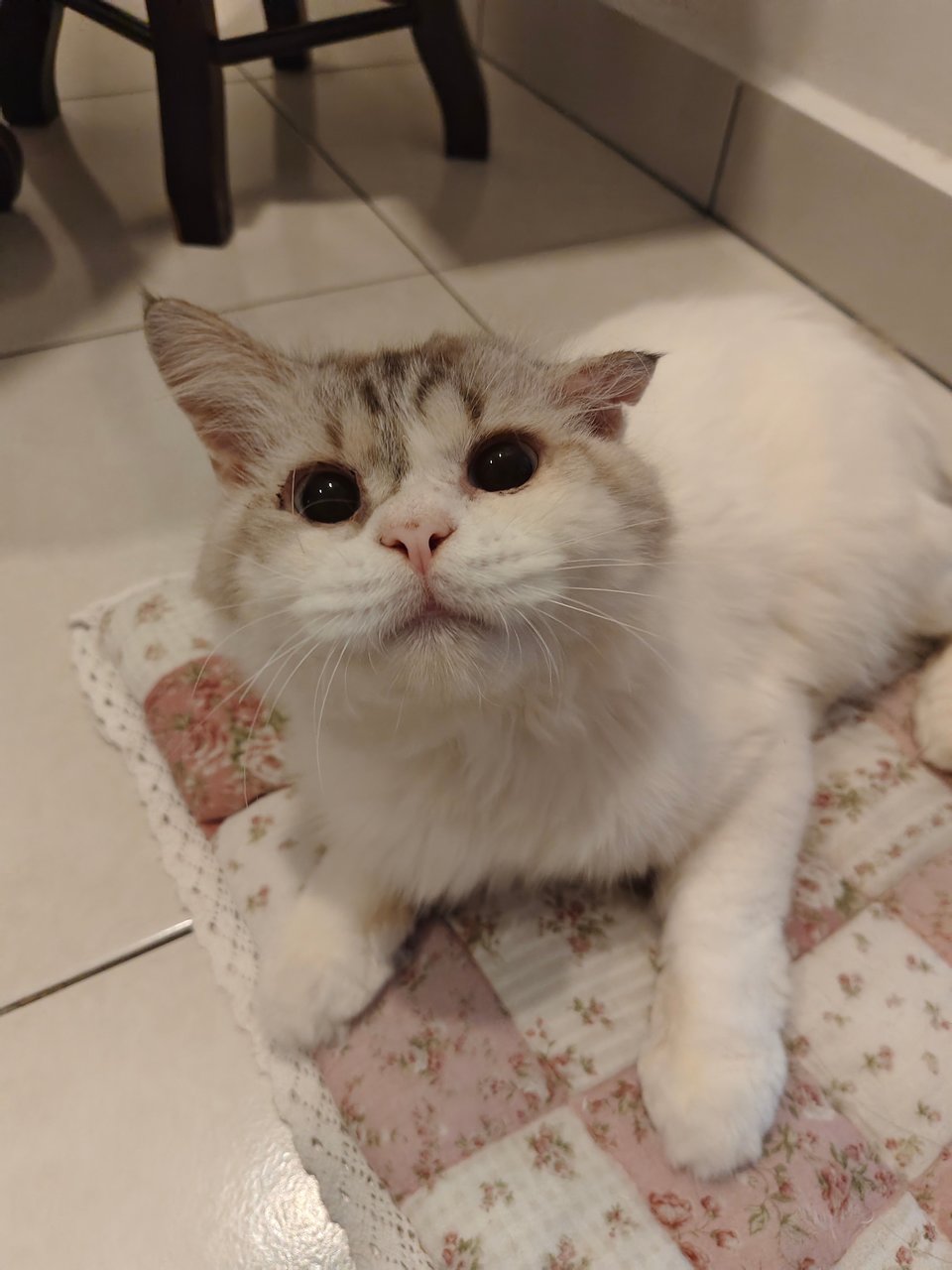 Tofuu - Persian + Domestic Long Hair Cat