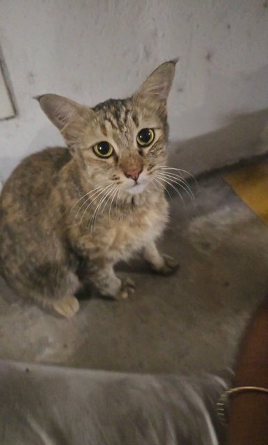 Mama N Kittens - Domestic Medium Hair + Domestic Long Hair Cat