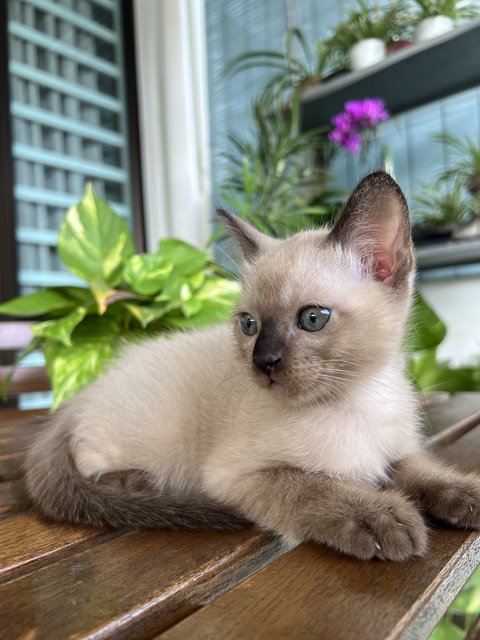 🌟kitten #1 - Domestic Short Hair Cat