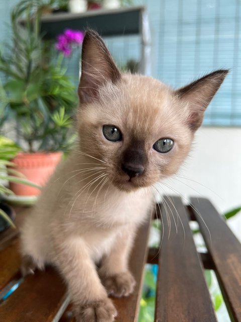 🌟kitten #1 - Domestic Short Hair Cat