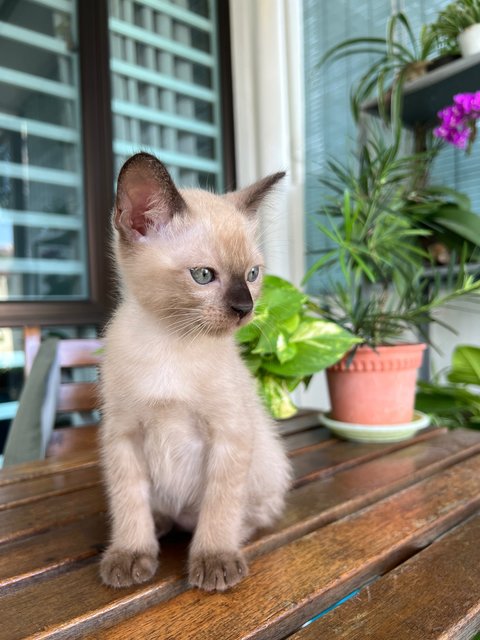 🌟kitten #1 - Domestic Short Hair Cat