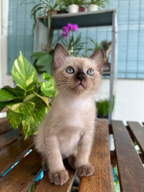 🌟kitten #1 - Domestic Short Hair Cat