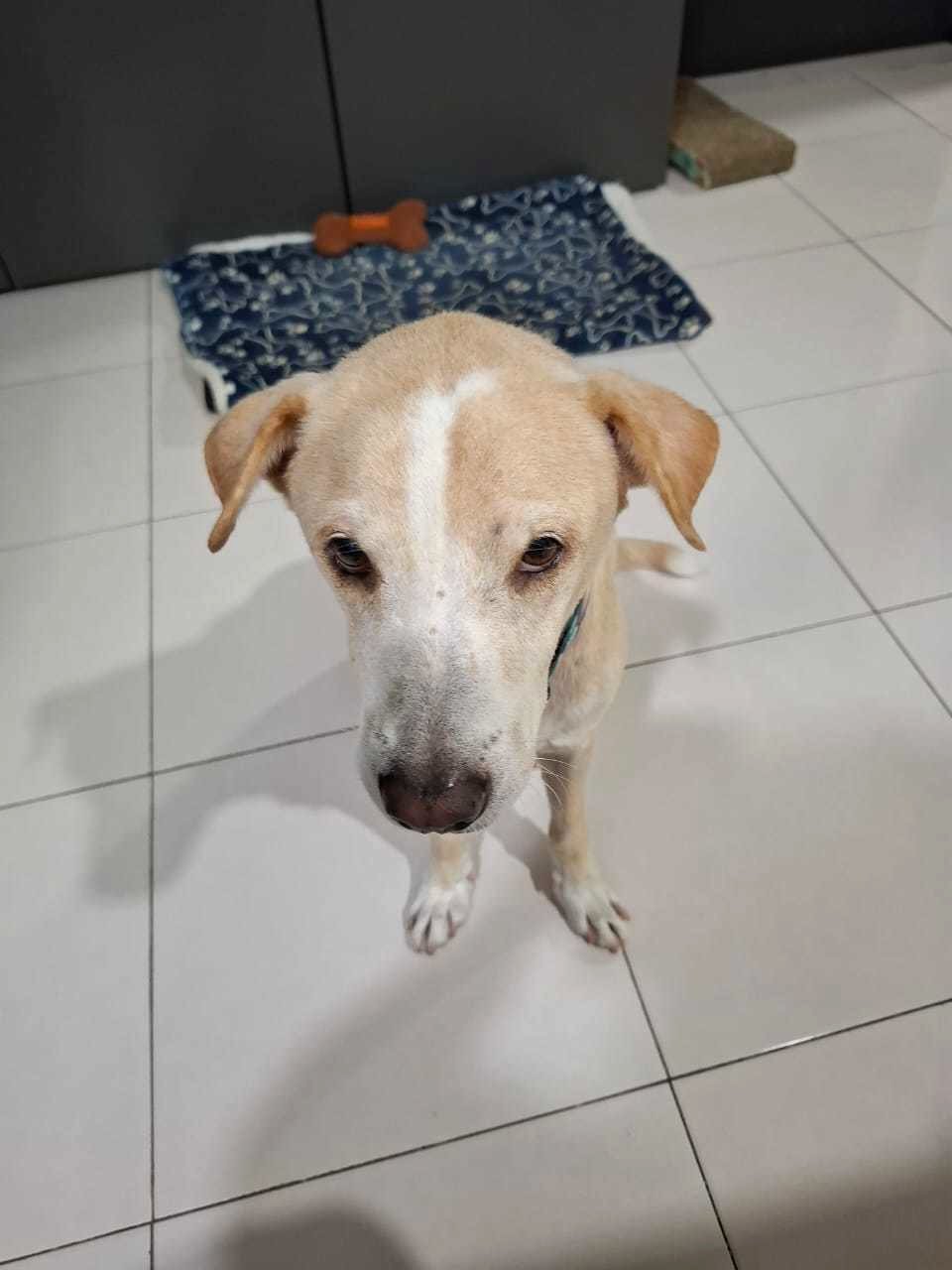Rudolph - Labrador Retriever Mix Dog