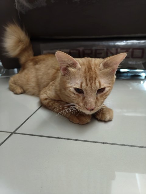 Orange - Domestic Short Hair Cat