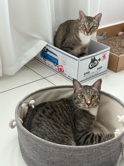 Pista - Domestic Short Hair Cat