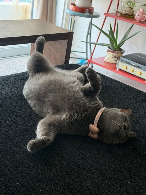 Didi - British Shorthair + Domestic Short Hair Cat