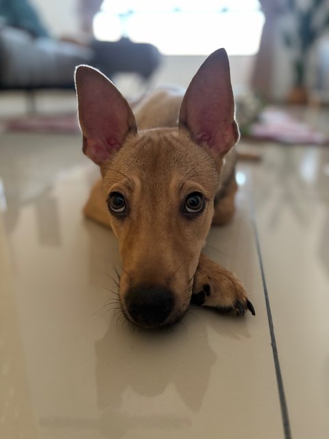 Pancakes 🥞  - Mixed Breed Dog