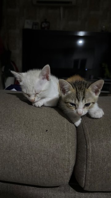 Milo &amp; Snow &amp; Rio &amp; Gojo  - Domestic Medium Hair Cat