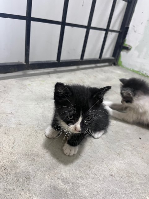 Babies (Sungai Buloh) - Domestic Short Hair Cat