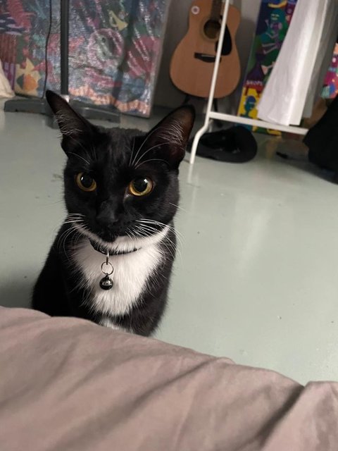 Selene - Tuxedo Cat
