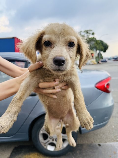 Puppy 54 - Mixed Breed Dog