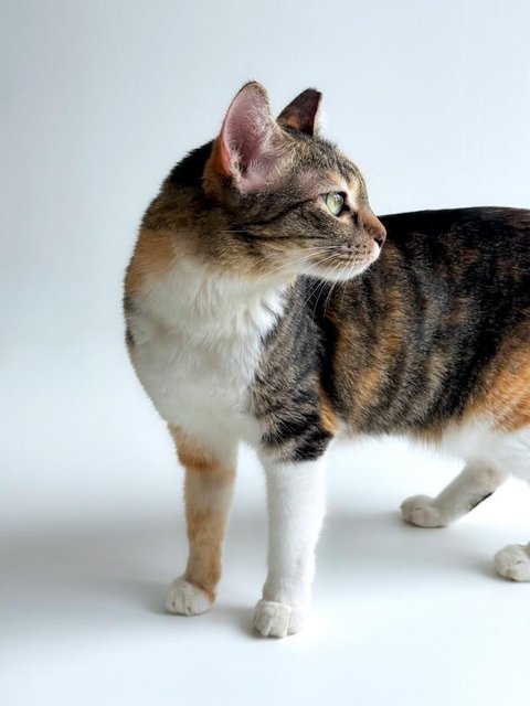 Margot Kitty - Domestic Short Hair Cat