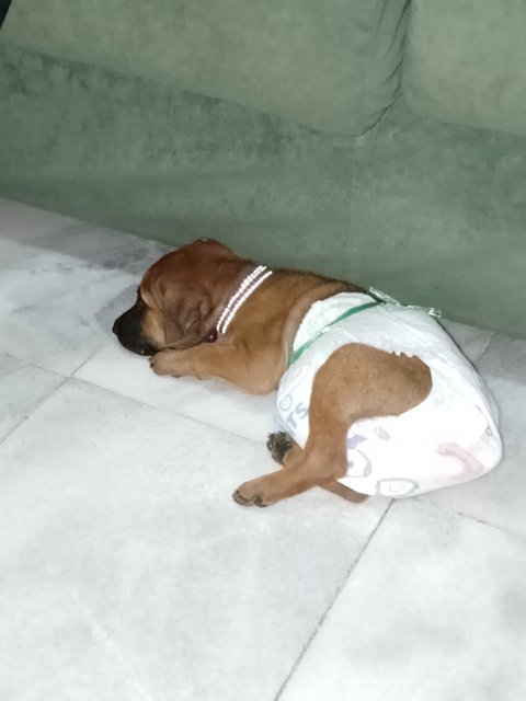 Eva - Mixed Breed Dog