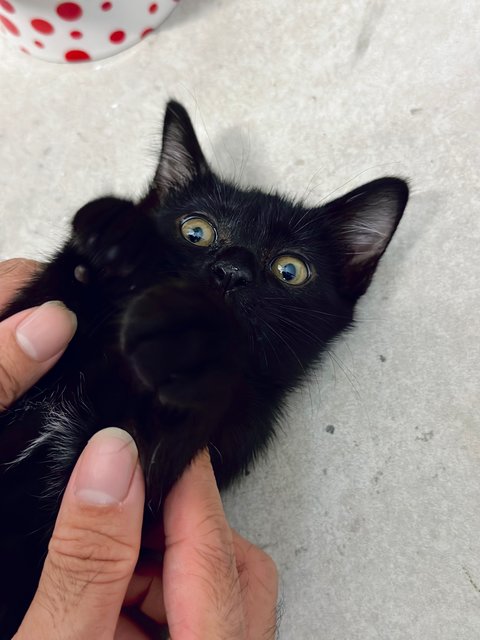 Lily - Domestic Short Hair Cat