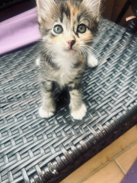 Minnie - Domestic Short Hair Cat