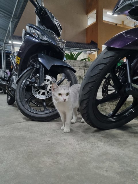Ellis  - Domestic Short Hair Cat