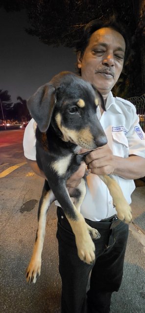 Hantu Gula-gula - Mixed Breed Dog