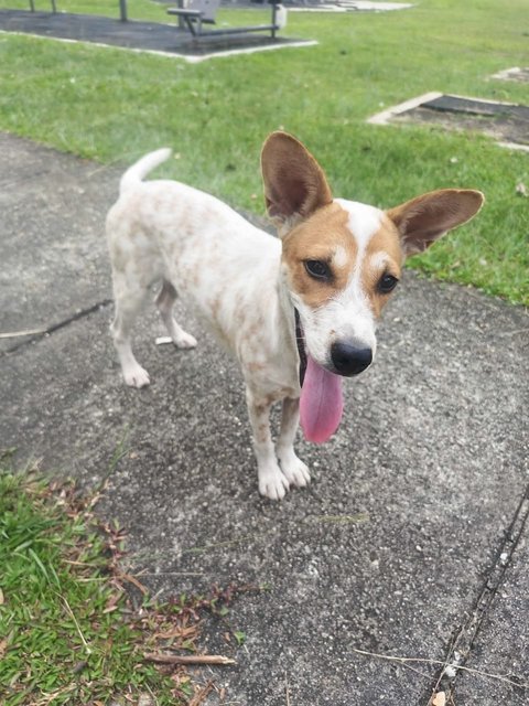 Good Boy - Mixed Breed Dog