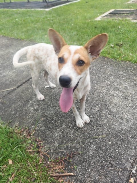 Good Boy - Mixed Breed Dog