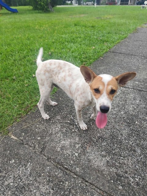Good Boy - Mixed Breed Dog
