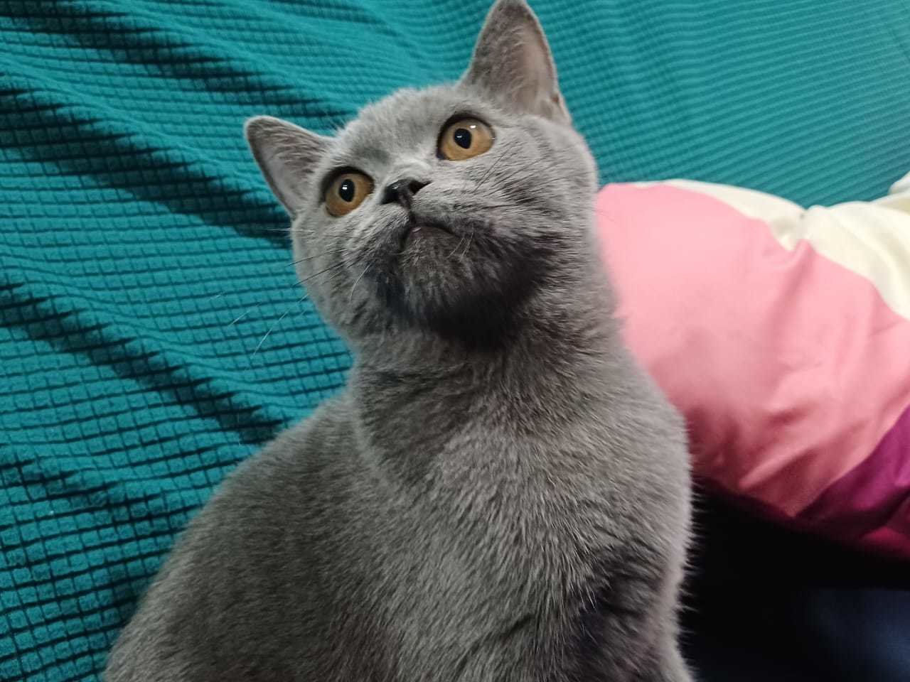 Pepper - British Shorthair Cat