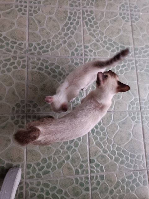 Thin Browny - Siamese + Domestic Short Hair Cat