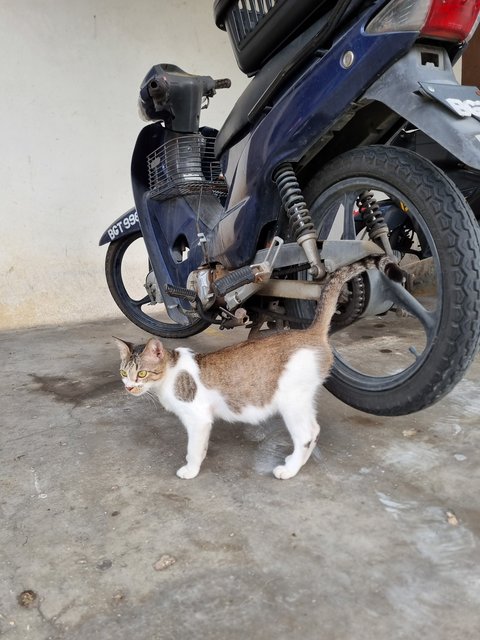 Curly  - Domestic Short Hair Cat