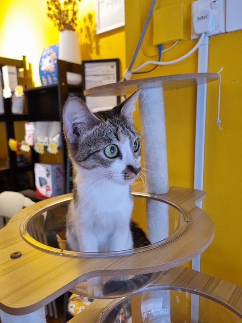 Curly  - Domestic Short Hair Cat