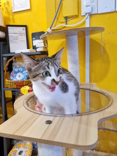 Curly  - Domestic Short Hair Cat
